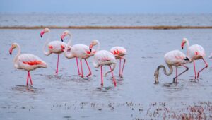 laguna de fuente de piedra flamencos