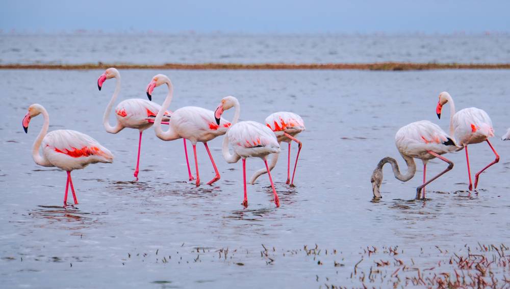 laguna de fuente de piedra flamencos