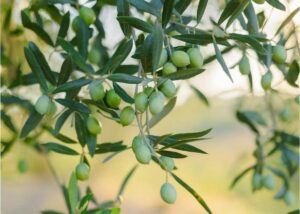 aceituna aloreña